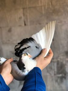 Printul; Aripa lunga cu 11
