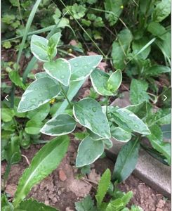 Vinca variegata