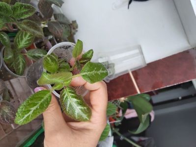 Faded jade 1; Episcia 3 plante tinere 25 ron

