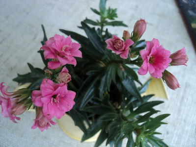 ian.2020 kalanchoe Laciniata