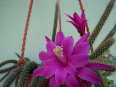 Aporocactus flagelliformis (coada sobolanului)