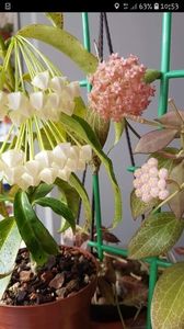 Screenshot_20200426-105334_Facebook