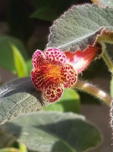 Multiflora