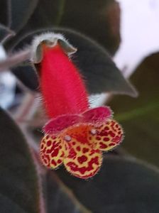 Bogotensis