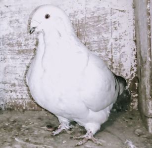 FEMELA