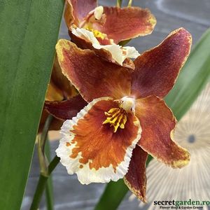 cambria  WILSONARA INFERNO