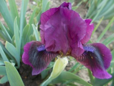 DISPONIBIL 2    BUCATI