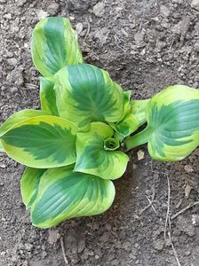 hosta brim-cup; primavara 2020
