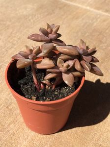 B38D9B10-4F5D-45B1-A235-8C2914BE40B5