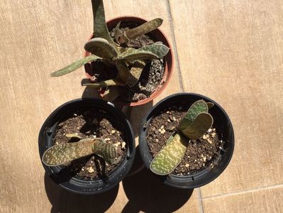 DB8AB56C-32C5-4AC4-9DFF-B162EDFD4045