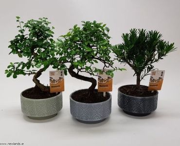 large-Bonsai mix 15cm cer pot