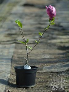 magnolia xsoulangeana; 45LEI
