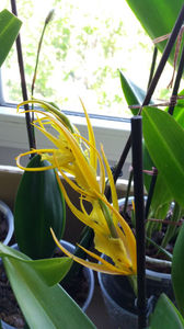 brassada orange delight; in fundal psychopsis papilio GV - tija
