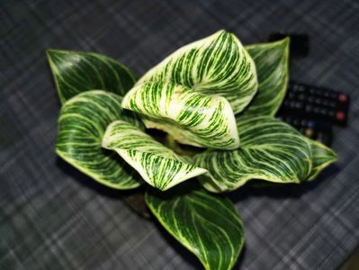 Philodendron Birkin 150 ron