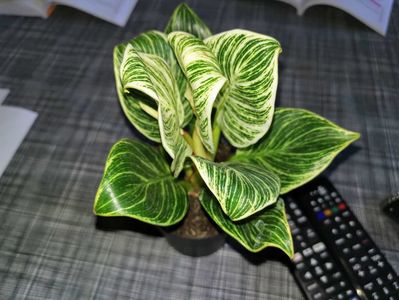 Philodendron Birkin 150 ron
