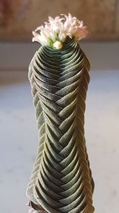 Crassula Buddha's Temple