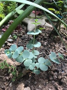 Sedum Siemboldii