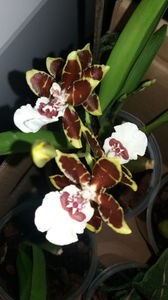 colmanara jungle monarch