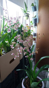 aprilie 2020; In fata: oncidium &quot;rosy sunset&quot;
