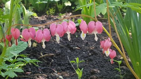 Dicentra roz