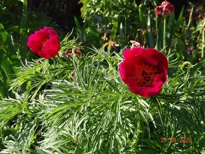 paeonia tenuifolia