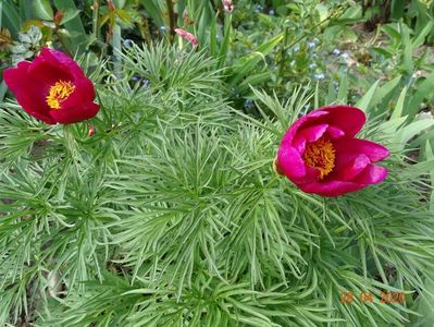 paeonia tenuifolia