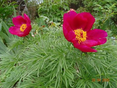 paeonia tenuifolia