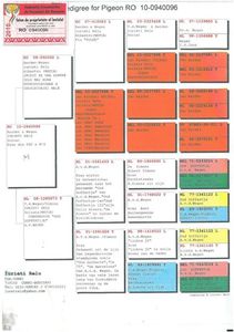 RO 438002 - 2019 M Pedigree - tata