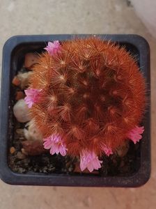 Mammillaria carmenae