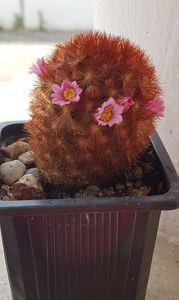 Mammillaria carmenae