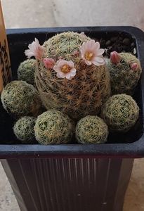 Mammillaria giselae