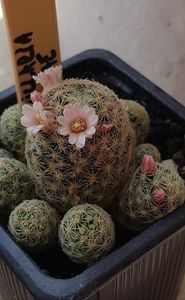Mammillaria giselae