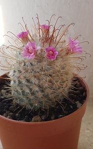 Mammillaria bombycina 1