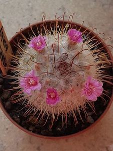 Mammillaria bombycina 1
