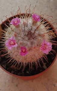 Mammillaria bombycina