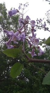 paulownia