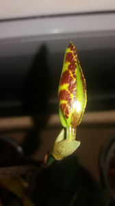psychopsis papilio mariposa GV
