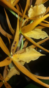 brassada orange delight