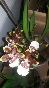 colmanara jungle monarch