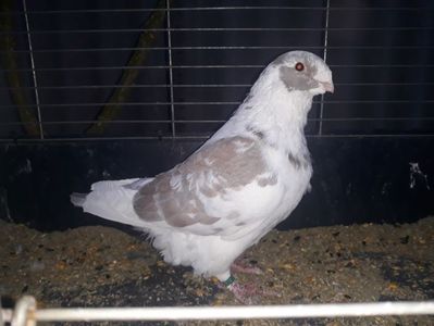 Vandut
