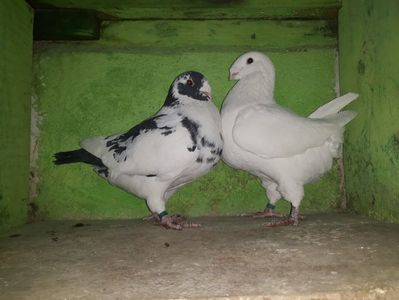 Vanduti