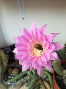 ; Echinopsis
