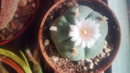 Lophophora williamsii