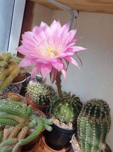 Echinopsis