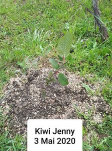 Noul Meu Kiwi 2020; Cumparat de la gradinamax acest soi de kiwi jenny este autofertil sper sa mearga mai departe
