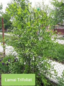 Lamai poncirus trifoliata; 3 Mai 2020
