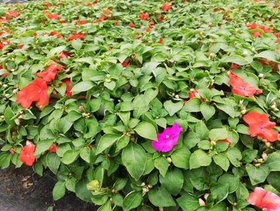 Impatiens