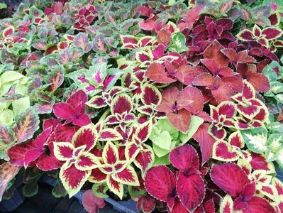 Coleus