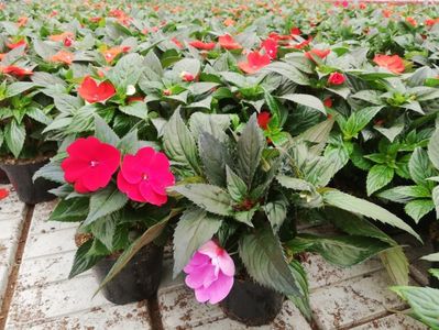 Sunpatiens