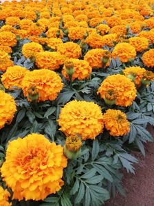 Tagetes